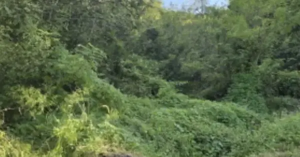 경상남도 합천군 묘산면 광산리 107 전 경매 물건 이미지