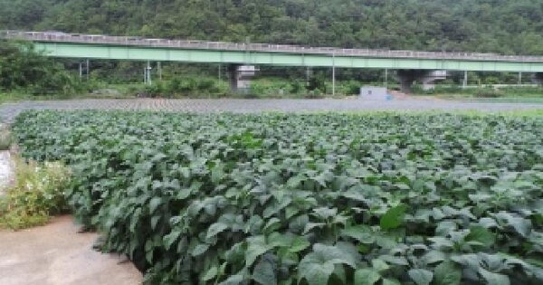 강원특별자치도 영월군 남면 연당리 1279-1 전 경매 물건 이미지