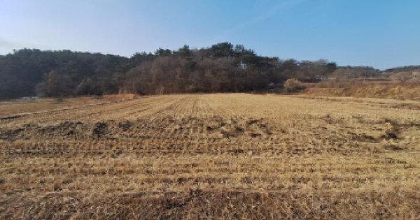 충청남도 서산시 지곡면 대요리 1243 답 경매 물건 이미지