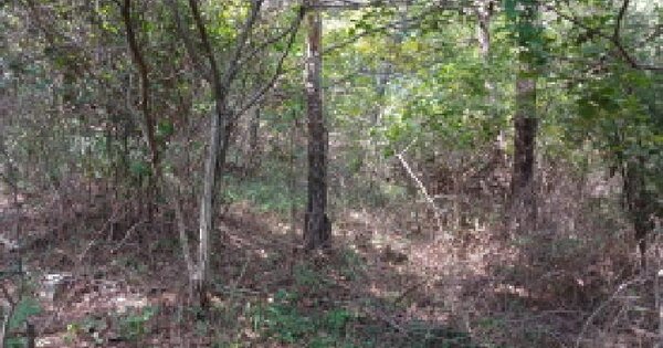 충청남도 서산시 대산읍 화곡리 38-55 임야 경매 물건 이미지