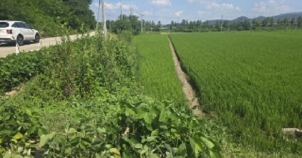 경상북도 구미시 선산읍 죽장리 684-1 답 경매 물건 이미지
