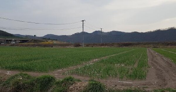 경상북도 의성군 단촌면 세촌리 514-3 답 경매 물건 이미지