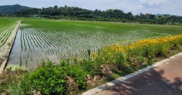 경상남도 함안군 가야읍 광정리 292-1 답 경매 물건 이미지