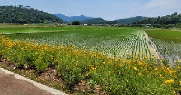 경상남도 함안군 가야읍 광정리 292-2 답 경매 물건 이미지