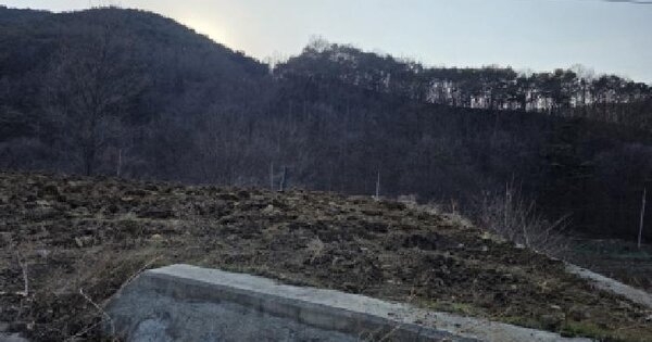 경상북도 청도군 풍각면 성곡리 산263 임야 경매 물건 이미지