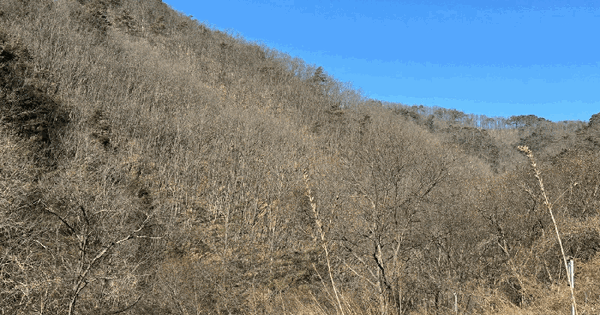 경상북도 영양군 입암면 양항리 77 임야 경매 물건 이미지