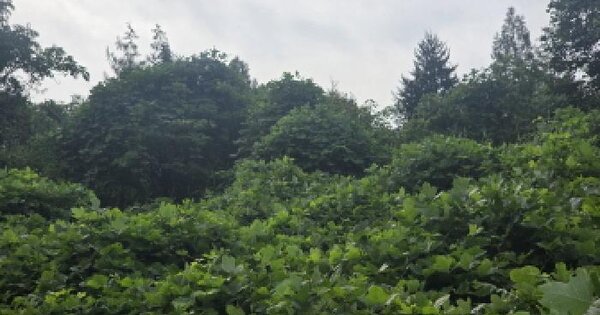 충청북도 제천시 수산면 내리 354-1 전 경매 물건 이미지