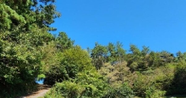 전남광주통합특별시 순천시 외서면 금성리 산9 임야 경매 물건 이미지