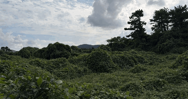 제주특별자치도 제주시 구좌읍 종달리 2861 전 경매 물건 이미지