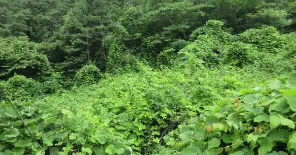전남광주통합특별시 화순군 동복면 유천리 33 전 경매 물건 이미지
