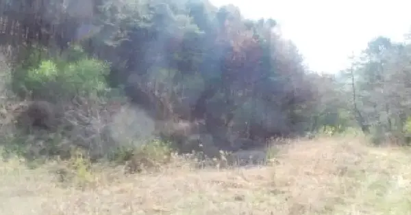 강원특별자치도 홍천군 북방면 본궁리 77-7 전 경매 물건 이미지