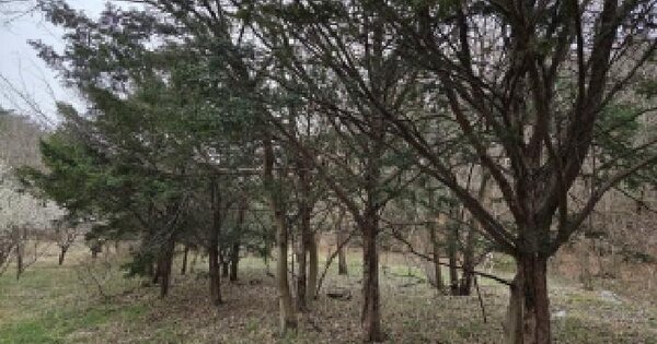충청남도 당진시 시곡동 1084-1 전 경매 물건 이미지