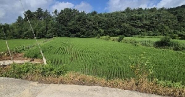 전남광주통합특별시 영광군 군남면 백양리 767-4 답 경매 물건 이미지