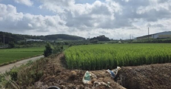 전남광주통합특별시 영광군 군남면 백양리 786-1 답 경매 물건 이미지