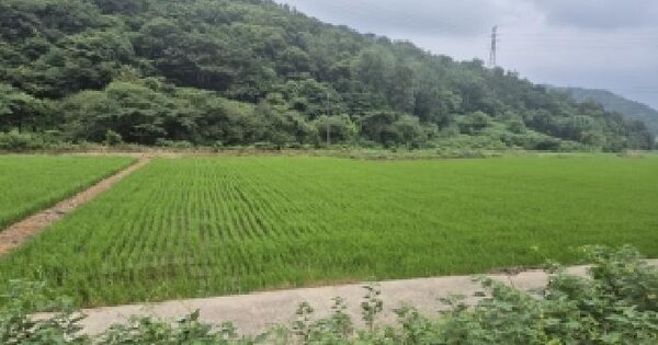 전남광주통합특별시 나주시 문평면 학교리 800 답 경매 물건 이미지