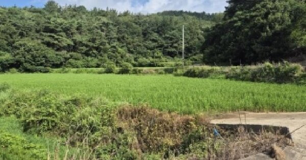 전남광주통합특별시 영광군 군남면 백양리 767-3 답 경매 물건 이미지