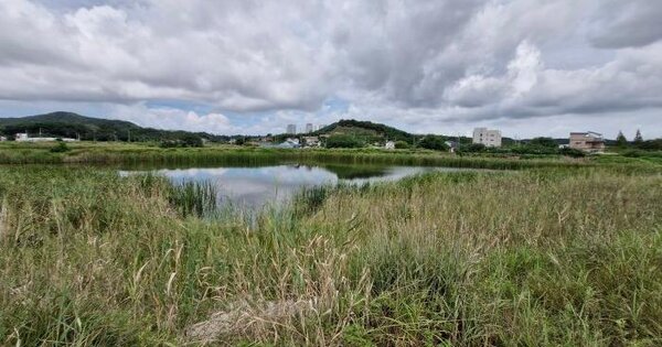 경기도 안산시 단원구 대부남동 1126-102  염전 경매 물건 이미지