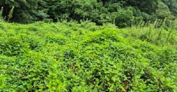 전남광주통합특별시 장성군 북하면 성암리 693  미지정 경매 물건 이미지