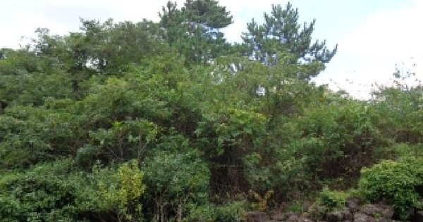 제주특별자치도 제주시 한경면 조수리 2790  임야 경매 물건 이미지