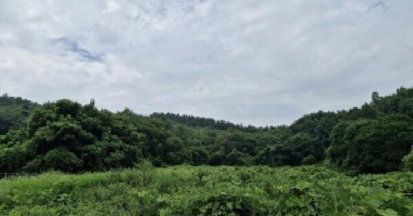 충청남도 서천군 비인면 칠지리 산49  임야 경매 물건 이미지
