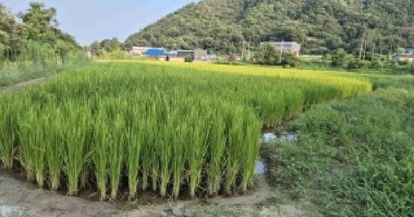 충청남도 천안시 동남구 목천읍 운전리 90-2  답 경매 물건 이미지