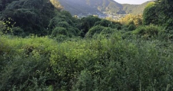 충청남도 공주시 반포면 하신리 산8-14  임야 경매 물건 이미지