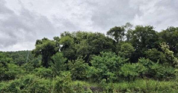 대구광역시 군위군 삼국유사면 화수리 1137  답 경매 물건 이미지