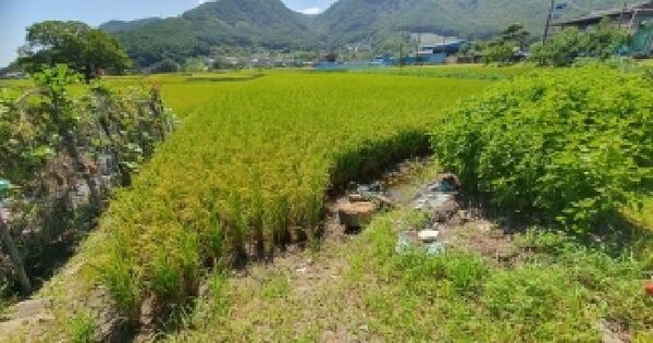 경상남도 창원시 마산합포구 진전면 일암리 437-5  답 경매 물건 이미지