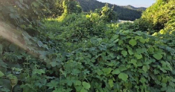 충청남도 공주시 상왕동 277-162  전 경매 물건 이미지