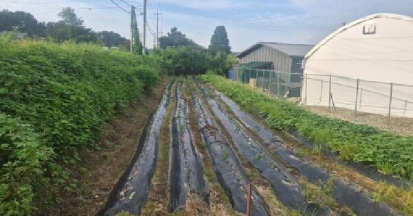 경기도 안성시 일죽면 화곡리 165  전 경매 물건 이미지