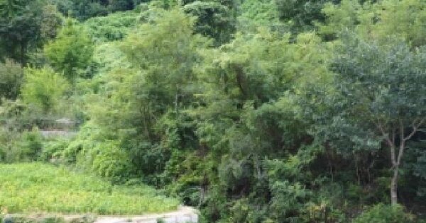 경상남도 밀양시 무안면 고라리 276  답 경매 물건 이미지