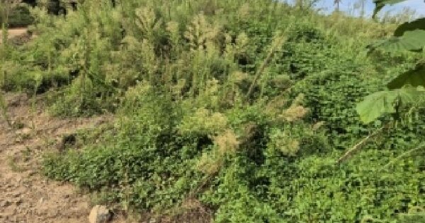 전남광주통합특별시 담양군 월산면 화방리 산76-1  임야 경매 물건 이미지