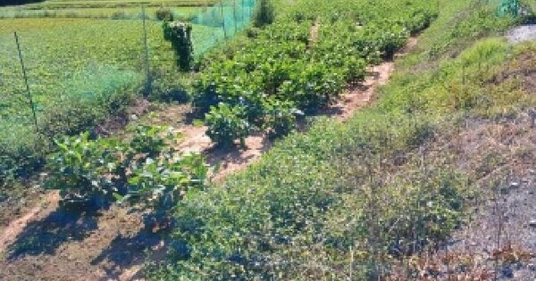 충청남도 당진시 송악읍 가학리 343  전 경매 물건 이미지