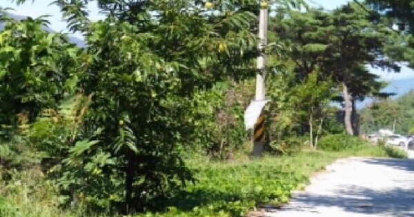 경상남도 밀양시 단장면 감물리 1398  임야 경매 물건 이미지