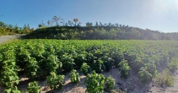 전북특별자치도 익산시 금마면 용순리 산125-7  임야 경매 물건 이미지