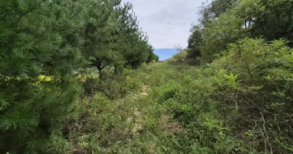 충청남도 금산군 군북면 천을리 605-27  임야 경매 물건 이미지