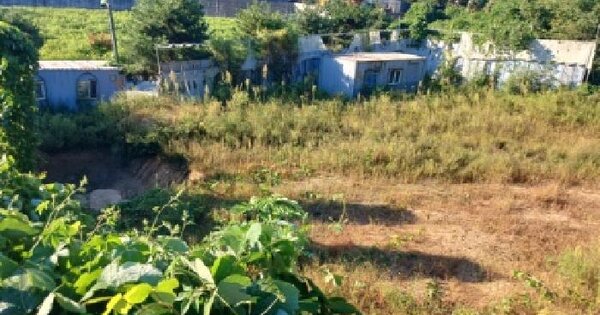 경기도 여주시 삼교동 산11-10  임야 경매 물건 이미지