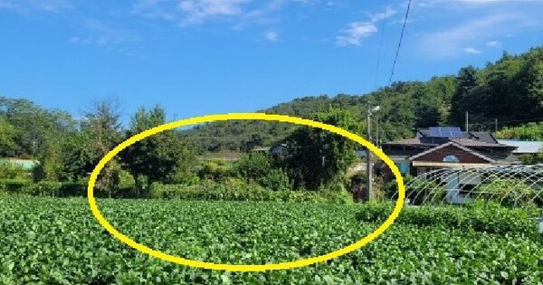 충청북도 청주시 상당구 미원면 내산리 125-1  대지 경매 물건 이미지