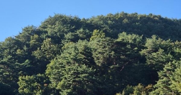 경상북도 영덕군 창수면 오촌리 산136  임야 경매 물건 이미지