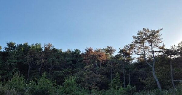 울산광역시 울주군 서생면 대송리 산58-3  임야 경매 물건 이미지
