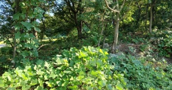 경기도 여주시 강천면 도전리 산24-8  임야 경매 물건 이미지