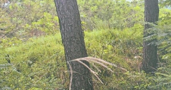강원특별자치도 강릉시 사천면 사천진리 350-16  임야 경매 물건 이미지
