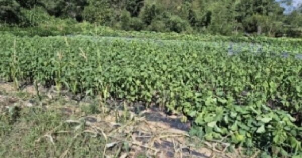 전남광주통합특별시 담양군 수북면 두정리 185  전 경매 물건 이미지