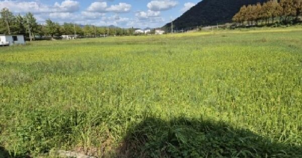 전남광주통합특별시 담양군 담양읍 남산리 307  답 경매 물건 이미지