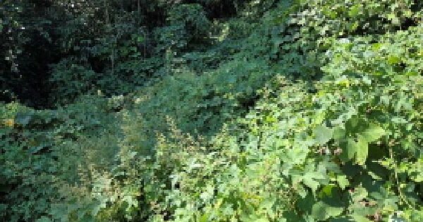 충청남도 아산시 탕정면 동산리 513-2  전 경매 물건 이미지