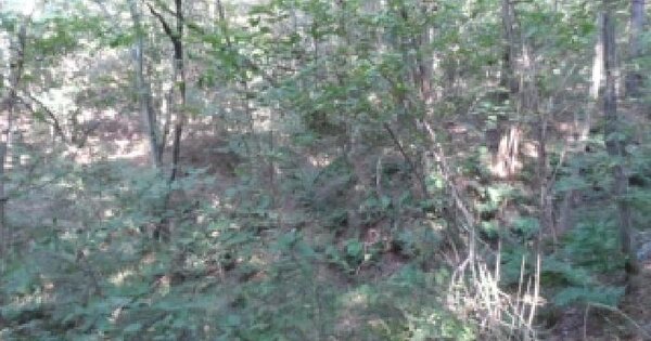 전북특별자치도 전주시 완산구 용복동 산86-8  임야 경매 물건 이미지