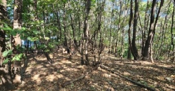 경기도 양주시 삼숭동 산66  임야 경매 물건 이미지