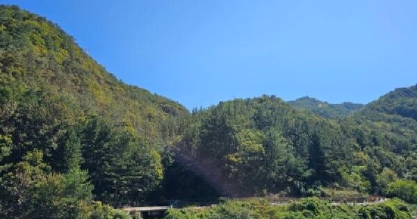 충청북도 단양군 대강면 황정리 산26-1  임야 경매 물건 이미지