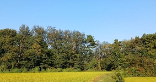 충청남도 당진시 송악읍 중흥리 산98-3  임야 경매 물건 이미지