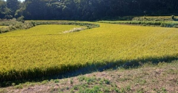 충청남도 당진시 송악읍 오곡리 295  답 경매 물건 이미지
